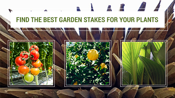 garden stakes for plants