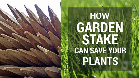 garden stake can save your plants