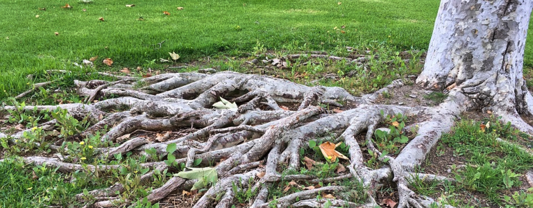 Invasive root growth