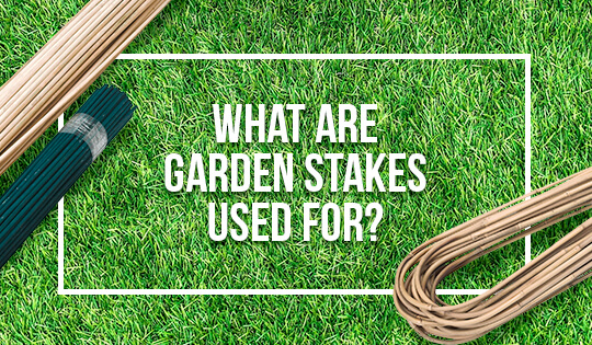 The main function of a garden stake is to ensure that a young or weak plant can hold itself up against the elements